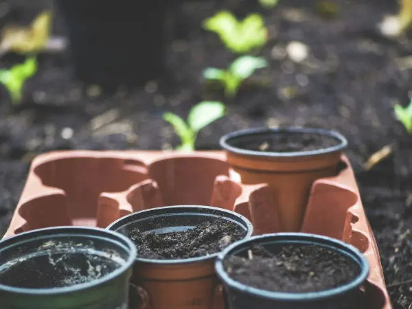 Flower pots and nursery trays